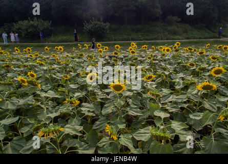 Hangzhou, Chine, Province de Zhejiang. 27 Juin, 2017. Les touristes à pied passé champ de tournesol à Baguatian park à Hangzhou, capitale de la Chine de l'est la province du Zhejiang, le 27 juin 2017. Credit : Huang Zongzhi/Xinhua/Alamy Live News Banque D'Images