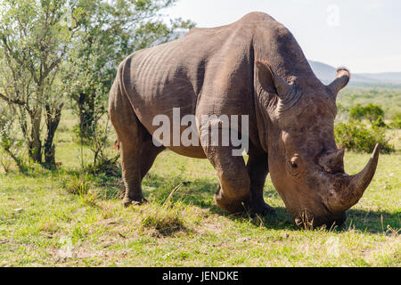 Rhino le pâturage dans l'Afrique à savannah Banque D'Images