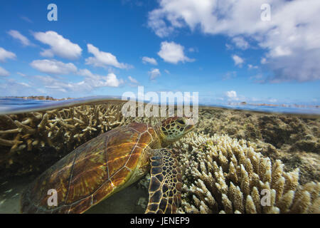 Tortue de mer verte piscine sur un récif de corail, Lady Elliot Island, Queensland, Australie Banque D'Images