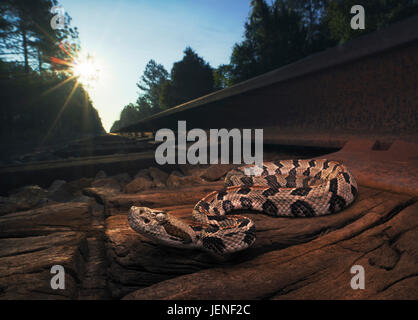 Crotale de bois sauvage (Crotalus horridus) sur des raies au lever du soleil, Floride, États-Unis Banque D'Images