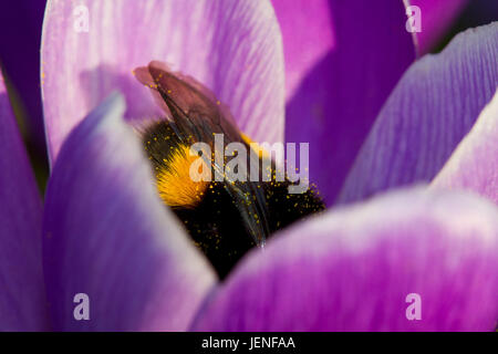 Buff-tailed bumblebee in a purple Crocus Banque D'Images