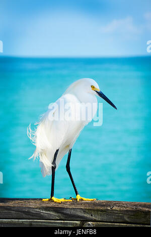 Une belle Aigrette neigeuse d'oiseaux de mer s'attarde sur une jetée en bois avec mer bleue et le ciel avec panache blanc neige jaune vif et curieux à pieds, Banque D'Images