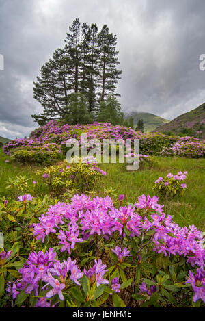 Rhododendron rhododendron pontique / commune (Rhododendron ponticum) en fleur, les espèces envahissantes dans Glen Etive, Highlands, Scotland Banque D'Images