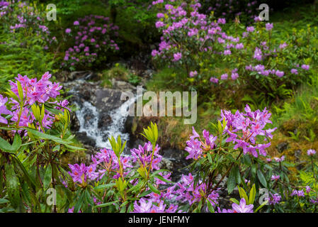Rhododendron rhododendron pontique / commune (Rhododendron ponticum) en fleurs le long de cours d'eau, les espèces envahissantes dans les Highlands, Ecosse Banque D'Images