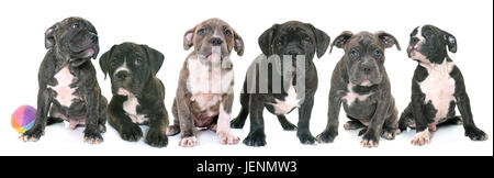 Chiots American Staffordshire terrier in front of white background Banque D'Images