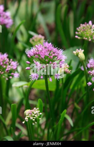 L'Oignon Allium millenium ornementales Banque D'Images