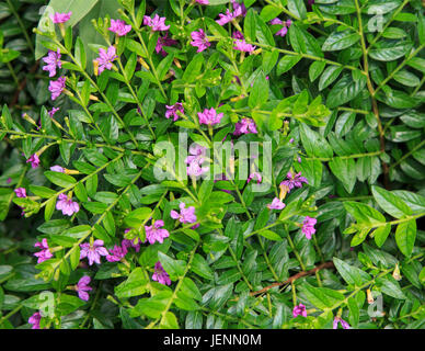Cuphea hyssopifolia Heather mexicain Banque D'Images