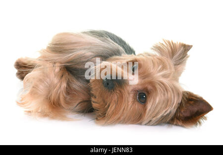 Yorkshire Terrier in front of white background Banque D'Images