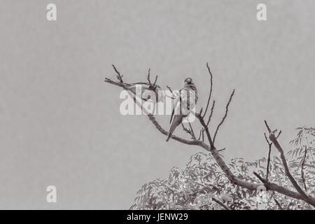 Couple de perroquets dans le haut d'un arbre Banque D'Images