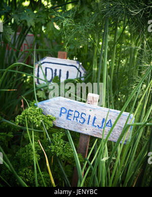 Herbes dans le jardin Banque D'Images