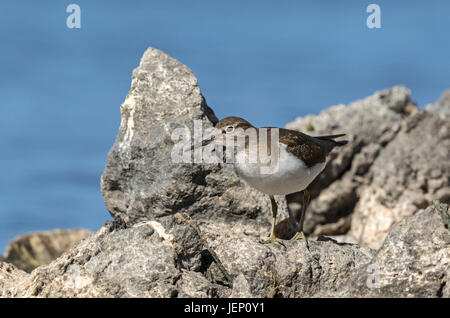 Chevalier grivelé commun, (Tringa totanus), Comité permanent sur les roches Banque D'Images