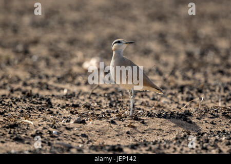 De couleur crème (Courser Cursorius cursor), Comité permanent Banque D'Images