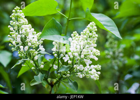 Fleurs lilas blanc, photo gros plan de la floraison des plantes ligneuses en jardin d'été Banque D'Images