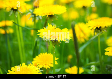 Fleurs de pissenlit jaune vif au printemps poussent sur pré. Macro photo avec selective focus Banque D'Images