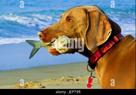 Chien avec des poissons dans la bouche at beach Banque D'Images