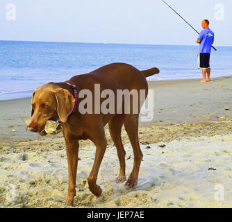 Pêche à l'homme et de chien avec des poissons dans la bouche at beach Banque D'Images