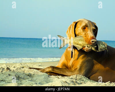 Chien avec des poissons dans la bouche at beach Banque D'Images