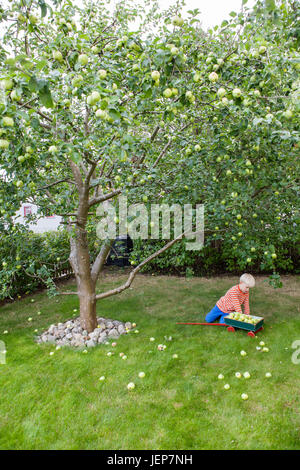 Boy picking apples Banque D'Images