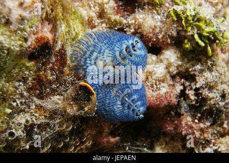 Une vie Marine Blue Christmas Tree worm, Spirobranchus giganteus, sous l'eau dans le lagon de Bora Bora, l'océan Pacifique, Polynésie Française Banque D'Images