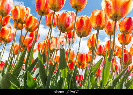 Vue de dessous de tulipes orange et jaune transparant avec fond de ciel bleu Banque D'Images