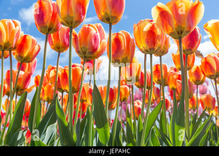 Vue de dessous de tulipes orange et jaune transparant avec fond de ciel bleu Banque D'Images