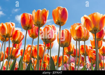 Vue de dessous de tulipes orange et jaune transparant avec fond de ciel bleu Banque D'Images