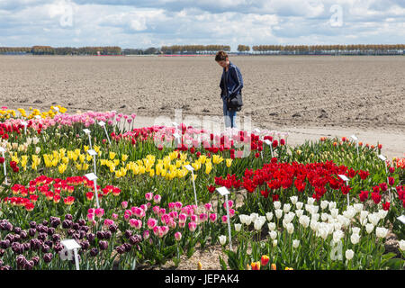 Femme en show jardin avec plusieurs sortes de tulipes. Chaque autre tulip a une plaque signalétique description. Banque D'Images