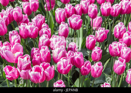 Vue de dessus de belles tulipes violet en néerlandais domaine Banque D'Images