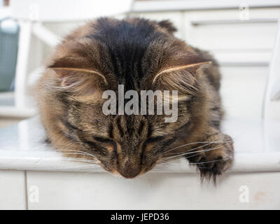 Un mackerel tabby cat Munchkin avec de longs cheveux et pieds feathared Banque D'Images