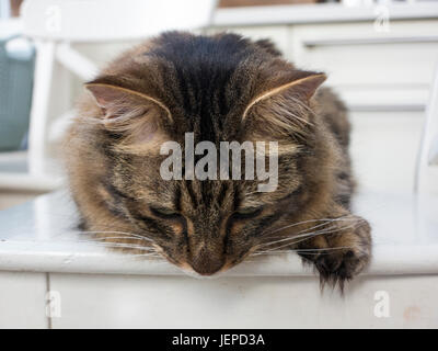 Un mackerel tabby cat Munchkin avec de longs cheveux et pieds feathared Banque D'Images