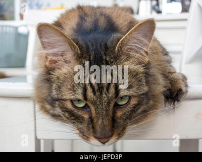 Un mackerel tabby cat Munchkin avec de longs cheveux et pieds feathared Banque D'Images