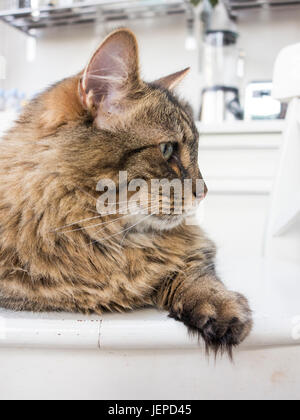 Un mackerel tabby cat Munchkin avec de longs cheveux et pieds feathared Banque D'Images