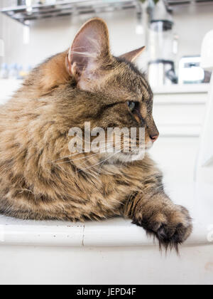 Un mackerel tabby cat Munchkin avec de longs cheveux et pieds feathared Banque D'Images