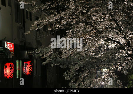 Beaux cerisiers en fleurs courts dans une nuit sombre sur un grand canal, près de deux lanternes en papier rouge à côté de la porte d'un petit restaurant. Banque D'Images