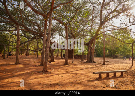 Célèbre big mother Banyan Tree à Auroville, Inde Banque D'Images