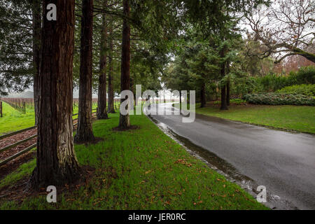 Redwood, Acacia, chemin bordé d'arbres, route de Far Niente, Far Niente Winery, Oakville, Napa Valley, Comté de Napa, Californie Banque D'Images