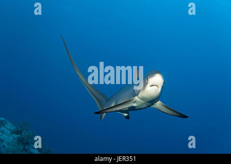 Alopias vulpinus commun (batteur), natation plus de barrière de corail, en voie de disparition, frère, El Akhawein, Red Sea, Egypt Banque D'Images