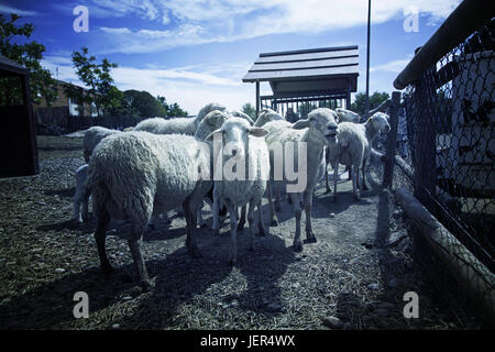 Moutons sur la ferme, les détails des animaux mammifères, de la laine et du lait, de la production alimentaire Banque D'Images