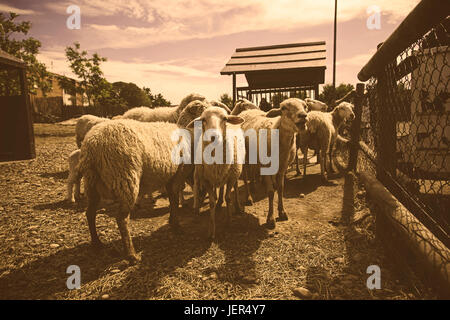 Moutons sur la ferme, les détails des animaux mammifères, de la laine et du lait, de la production alimentaire Banque D'Images