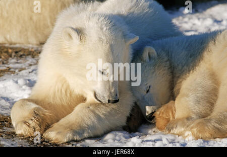 Deux petits ours polaires (Ursus maritimus) dans la baie d'Hudson, Canada, Zwei kleine Eisbären (Ursus maritimus) an der Hudson Bay - Kanada Banque D'Images