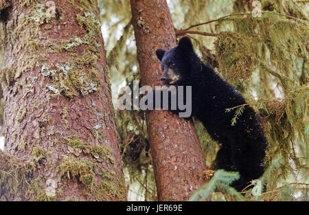 L'ours noir, l'ours noir américain, Schwarzbaer - Ours noir américain Banque D'Images