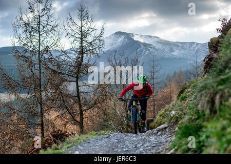 Un vélo de montagne grimpe un sentier au Whinlatter, seule vraie forêt de montagne. Banque D'Images