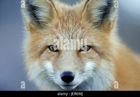 Le renard roux, Vulpes vulpes portrait dans le Denali N.P., Alaska, Rotfuchs (Vulpes vulpes) im Porträt Denali N.P. - Alaska Banque D'Images