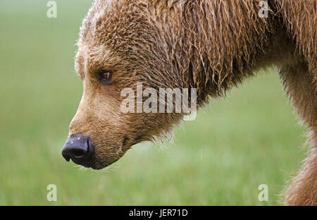 L'ours brun, Braunbaer Banque D'Images