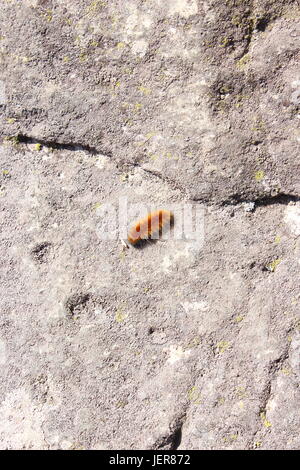 Peu d'escalade de Caterpillar, un énorme rocher une étape à la fois. Chaque pouce pouce et est plus loin. Le progrès ! Banque D'Images