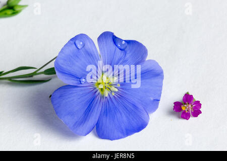 Vague (miniature) pétunia violet et jaune grande combinaison Banque D'Images