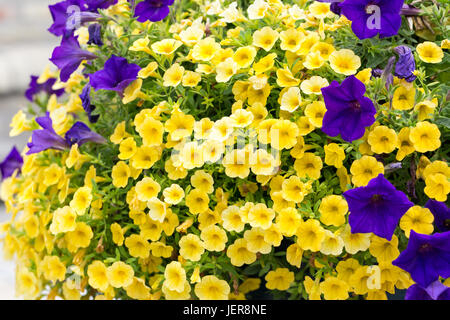 Vague (miniature) pétunia violet et jaune grande combinaison Banque D'Images
