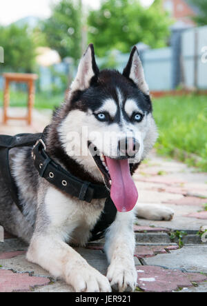 Husky de Sibérie. Le Husky Sibérien repose sur l'herbe. Banque D'Images