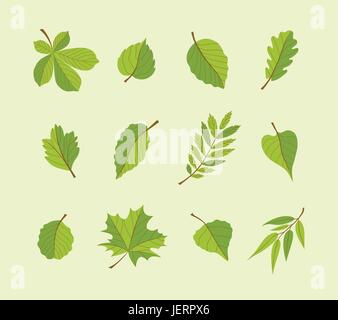 Types de feuilles - vecteur moderne design plat icons set. Une grande variété de différents arbres. Utilisez ces icônes de haute qualité pour décorer vos cartes postales, ba Illustration de Vecteur