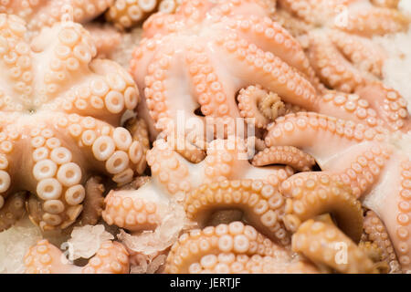 Le marché aux poissons de Sydney comme octopus Banque D'Images